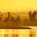 Black-necked Cranes, nature reserve, Bijie, China